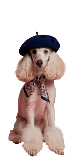 Groomer a pes po úpravě